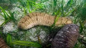 Crawl: Sea cucumber (Holothuria scabra) in shalloow wat