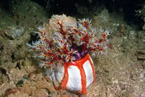 Holothurian: SEA CUCUMBER - HOLOTHURIAN