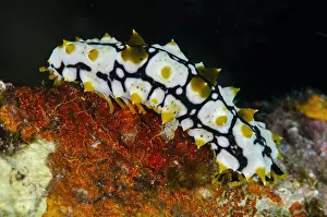 Jemeluk: Sea Cucumber - Juvenile which mimics a poisonous