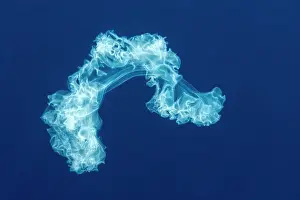 Micro: Sea Cucumber larva. Pelagic micro organism that
