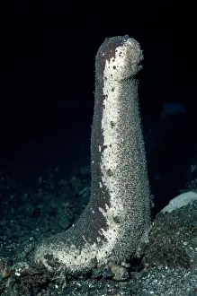 Holothuria: SEA CUCUMBER - looking for mate