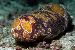 Lesser: Sea cucumber, Sea cucumber, undetermined, (Holothuria)