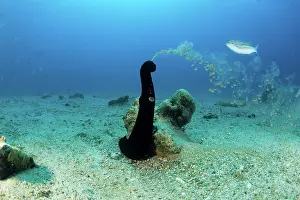 Bohadschia: Sea cucumber spawing its eggs, Holothuria leucospilota, Wali