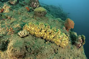 Bohadschia: Sea cucumber, Stichopus sp. Walindi, West New Britain, Pap