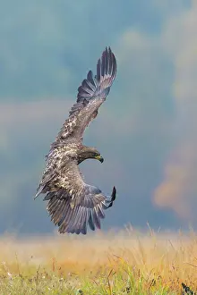 Albicilla: Sea Eagle / Erne / White-tailed Eagle