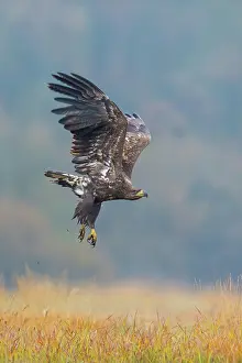 Soaring: Sea Eagle / Erne / White-tailed Eagle