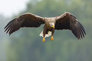 Soaring: Sea Eagle / Erne / White-tailed Eagle