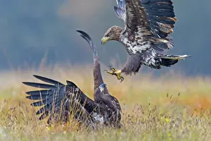 Albicilla: Sea Eagle / Erne / White-tailed Eagle