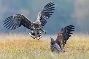 Albicilla: Sea Eagle / Erne / White-tailed Eagle