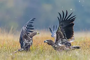 Albicilla: Sea Eagle / Erne / White-tailed Eagle