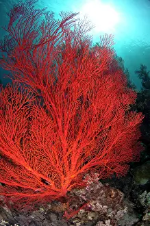 Polyp: Sea Fan