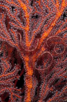 Manado: Sea Fan - with Brittle Stars (Ophiothrix sp) - Tanjung