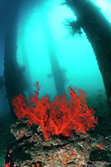 Jetties: Sea fan, Jetty dive site, Ferry channel, Bali Island