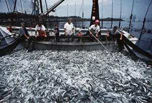 Fisherman: Sea Fishing