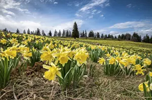 210519: Sea of flowers with blooming yellow Daffodils (Narcissus)