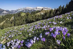 Bern: Sea of flowers, meadow with blossoming purple Crocus