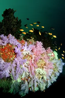 Anthias: Sea Goldie / Lyretail Coralfish / Lyretail Anthias