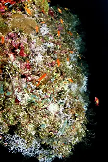 Anthias: Sea Goldie / Lyretail Coralfish / Lyretail Anthias