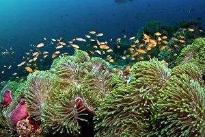 Anthias: Sea Goldie / Lyretail Coralfish / Lyretail Anthias