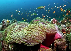 Anthias: Sea Goldie / Lyretail Coralfish / Lyretail Anthias