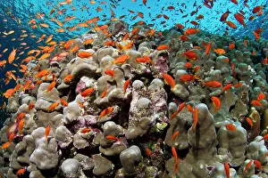 Anthias: Sea Goldie / Lyretail Coralfish / Lyretail Anthias