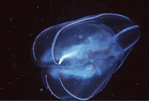 Transparent: SEA GOOSEBERRY / Jellyfish