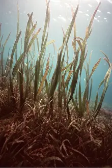 Metres: Sea Grass - 6 metres tall