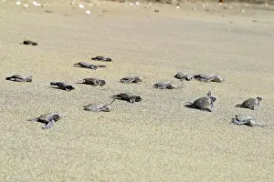 Sea / Green Turtle - baby hatchlings