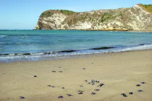 Rarispina: Sea / Green Turtle - baby hatchlings