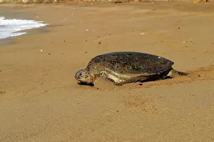 Returning: Sea / Green Turtle - returning to the sea