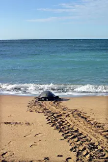 Returning: Sea / Green Turtle - returning to the sea