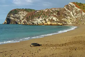 Returning: Sea / Green Turtle - returning to the sea