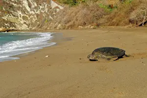 Returning: Sea / Green Turtle - returning to the sea