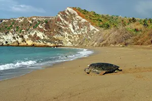 Returning: Sea / Green Turtle - returning to the sea