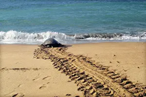 Returning: Sea / Green Turtle - returning to the sea