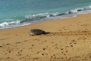 Returning: Sea / Green Turtle - returning to the sea