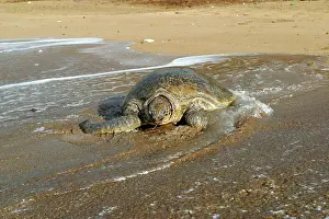 Returning: Sea / Green Turtle - returning to the sea