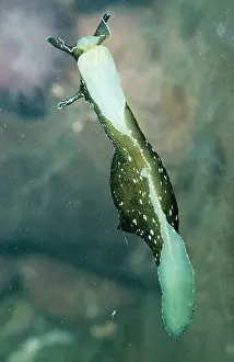 Tanks: Sea Hare - Mollusc