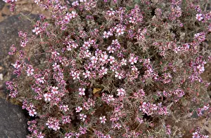 Canaries: A Sea-heath - in flower by saltpans