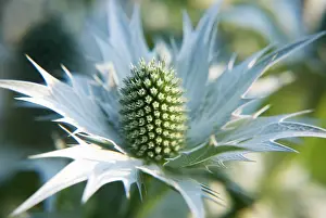 Giganteum: Sea Holly