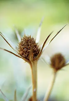 Bourgatii: Sea Holly