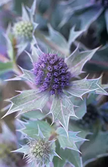 Maritimum: Sea Holly