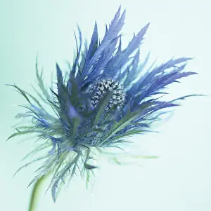 Eryngo: Sea Holly