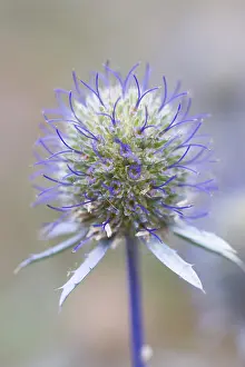 Planum: Sea Holly