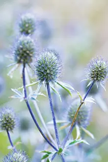 Planum: Sea Holly
