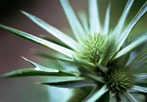 Bourgatii: Sea Holly