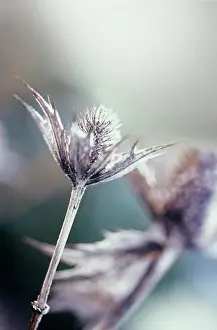 Giganteum: Sea Holly