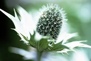 Giganteum: Sea Holly