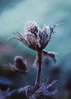 Giganteum: Sea Holly