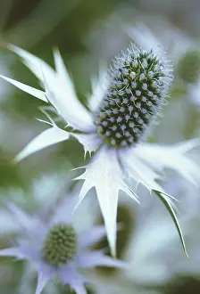 Giganteum: Sea Holly